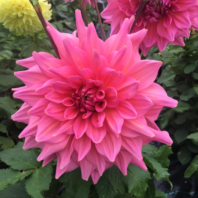 Dahlia Otto's Thrill